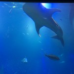 img_4472