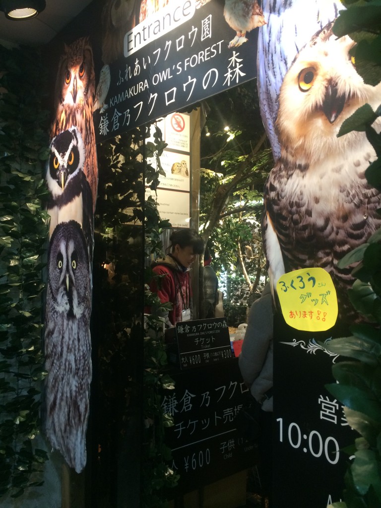 鎌倉　フクロウの森